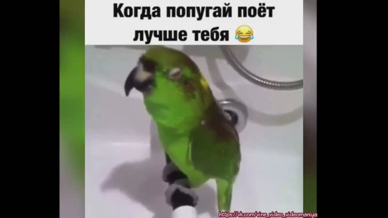 Попугаи не перестают удивлять