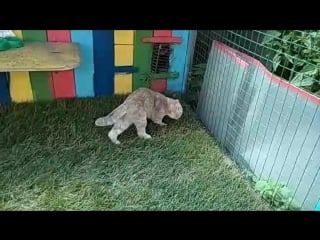 Персею сильно жарко в изоляторе