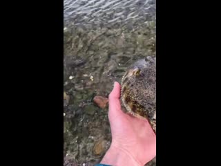 Rescued this puffer fish and some of his friends gulls were trying to eat them and they got stranded on land all puffed up