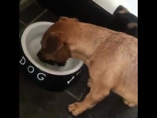 Так блэт (vhs video)