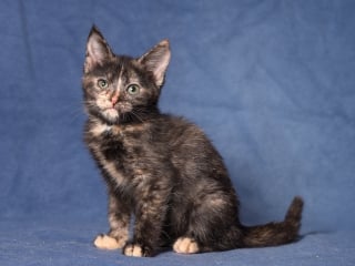 Тея прелестная 29 01 2017