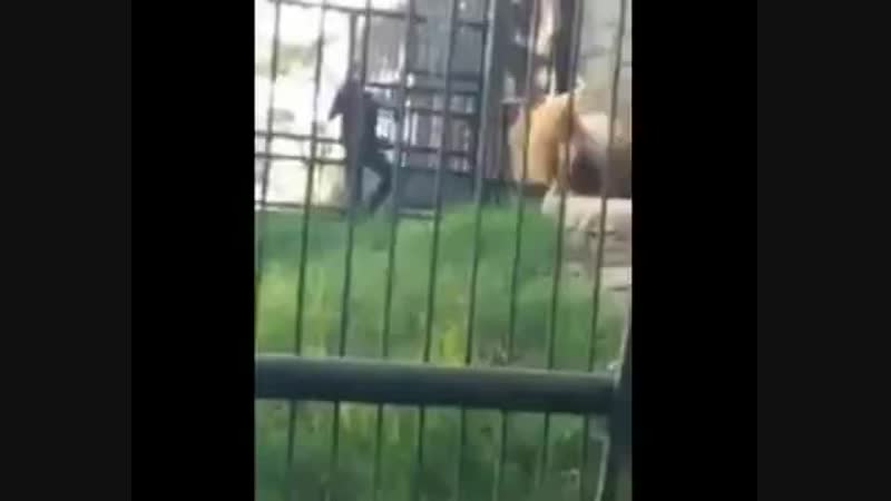 Лев проучил пьяного наглеца, просунувшего руку в его вольер в гондурасе