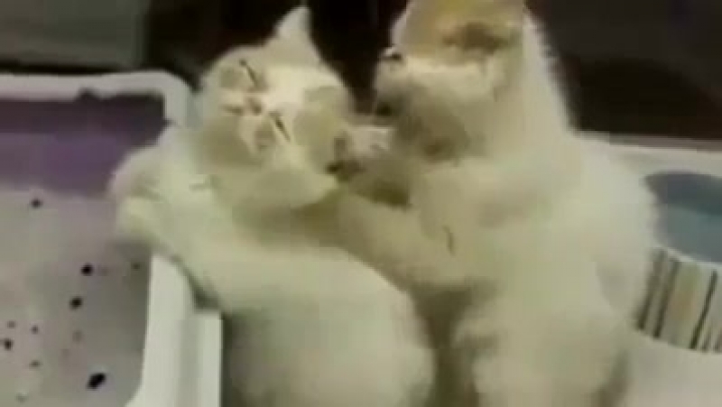 Кот делает массаж кошке