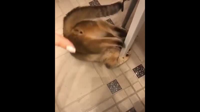 Chipkey кот завёлся