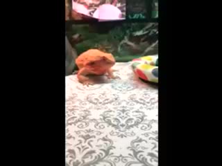 Hestia beardie 20200518 132606 0 mp4