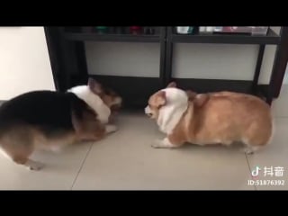 Мохнатые буханки ссорятся 🐶 porn loaves quarrel