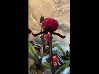 🌺орхидея пафиопедилум блек джек (paphiopedilum black jack)🌺