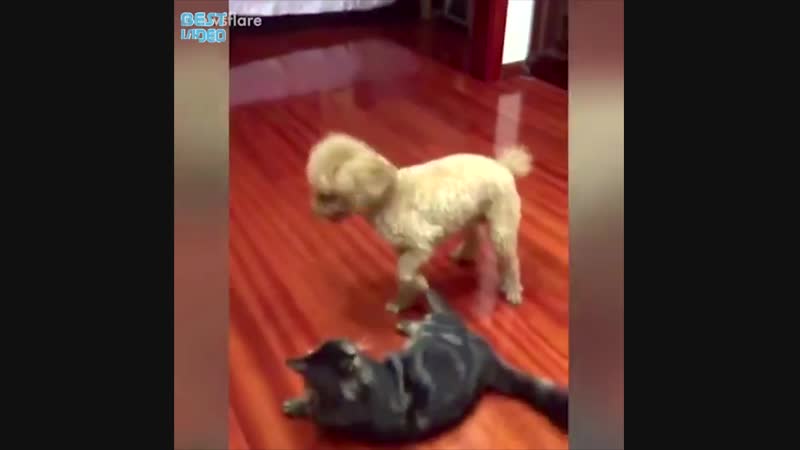 Кошки + молодые = веселье