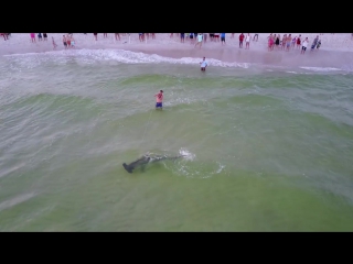 Massive hammerhead shark caught from beach july 4th weekend panama city beach catch release