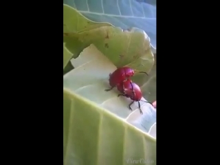 Порно жуков