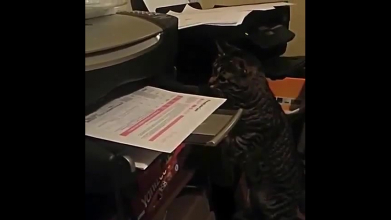 Почему котейки не работают в офисе