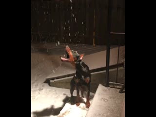 Ira initium insaniae est #254