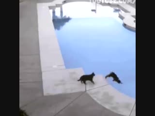 Очередная подборка с котами!