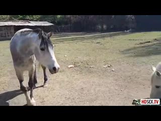 Латинка после прогулки по заповеднику делает парню минет на видео камеру