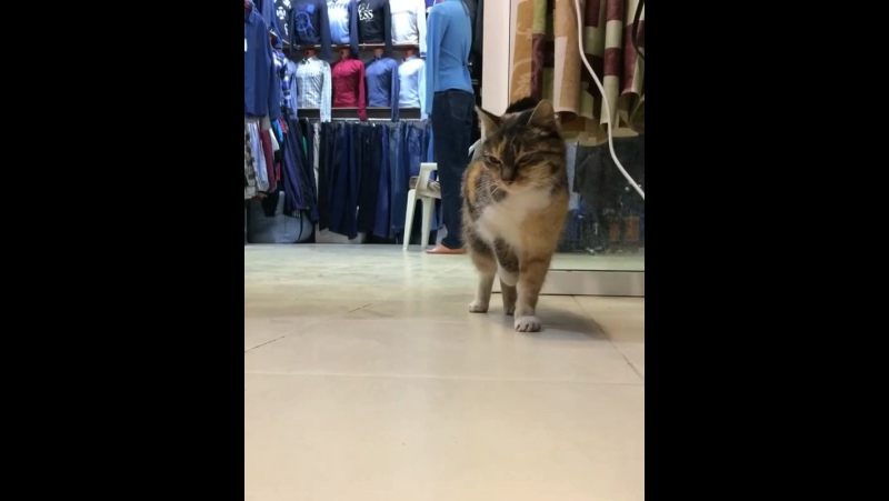 Кошка циркач махачкала