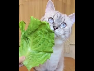 Kitten to catz 20200726 1 mp4