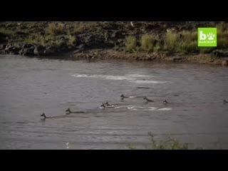 Crocodiles ambush gazelles during great migration