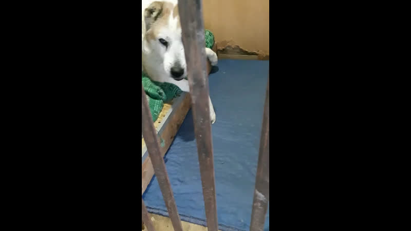 Выемка леммур 10 10 2021