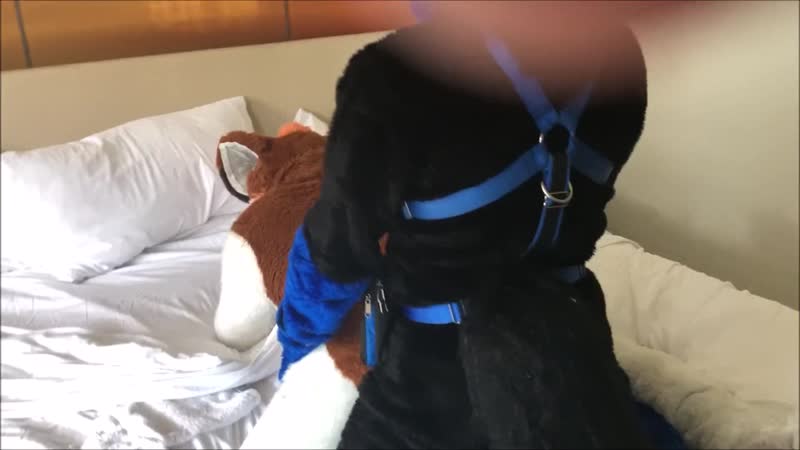 Fursuit porn video – Fursuit porn #13