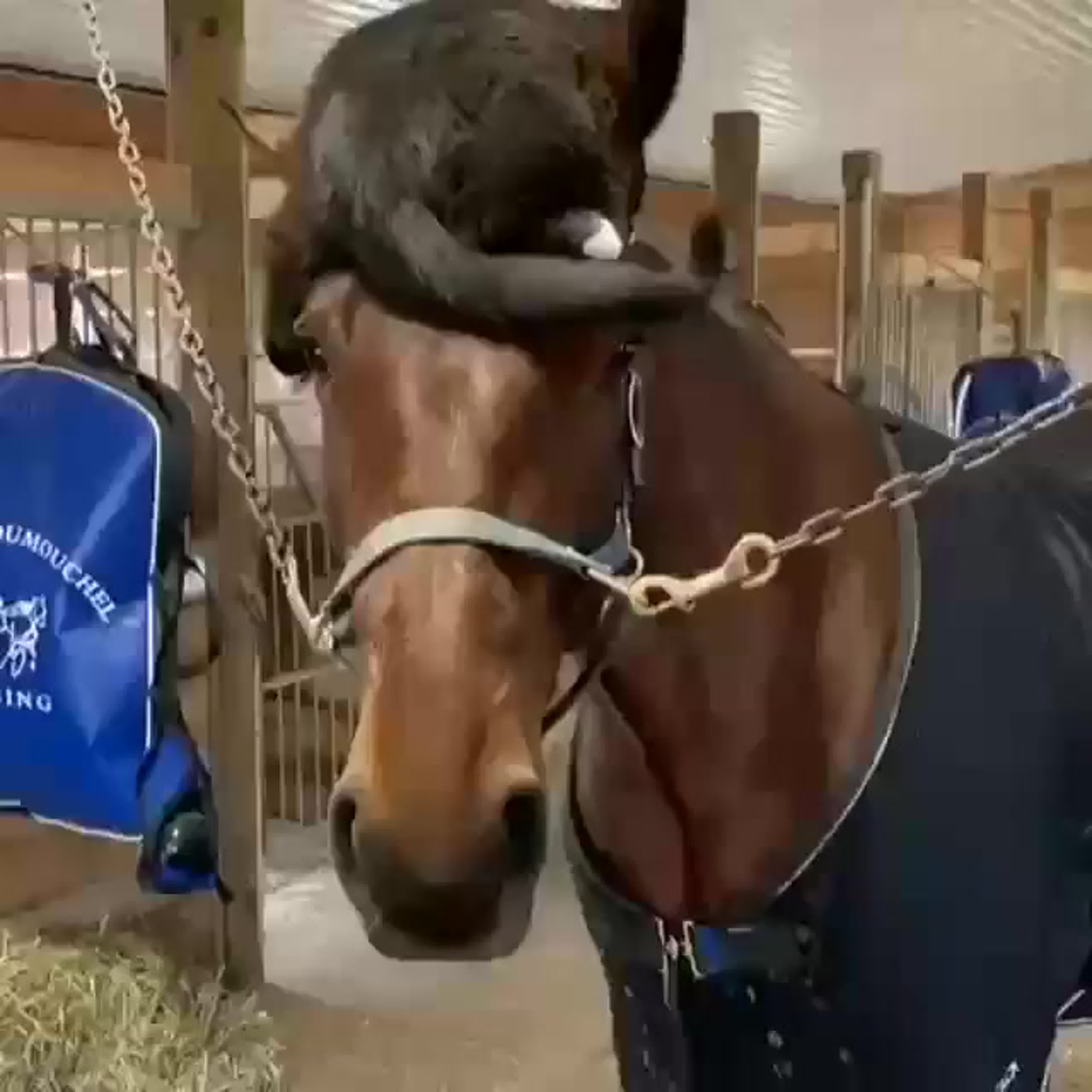 Horses world4u cijqzs1ha6g mp4 watch online
