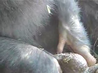 Две великолепные дамы занимаются сексом с самцом обезьяны