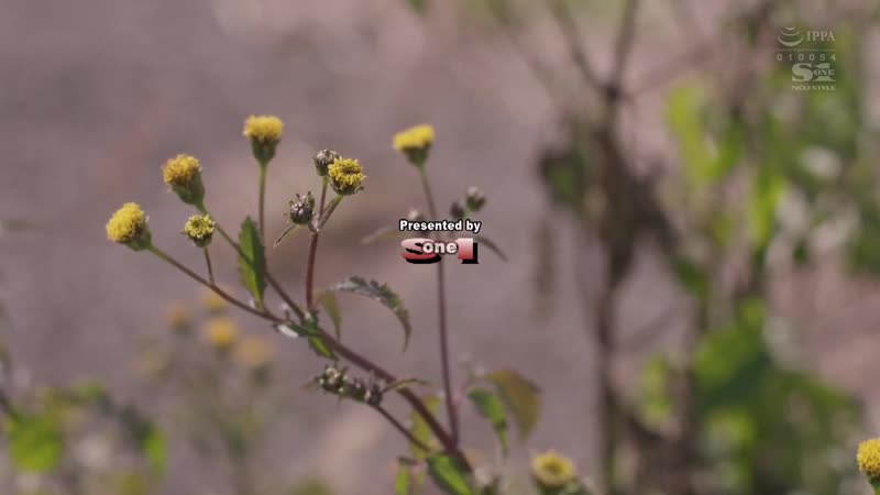 A Beautiful Married Woman Fell To The Pleasures Of Her Father -in -law 