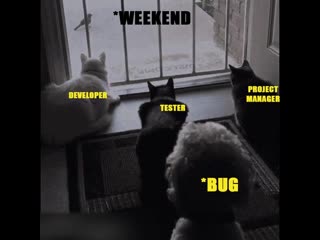 Wen suddenly a bug enter in a program while finalization reactions developer tester pm