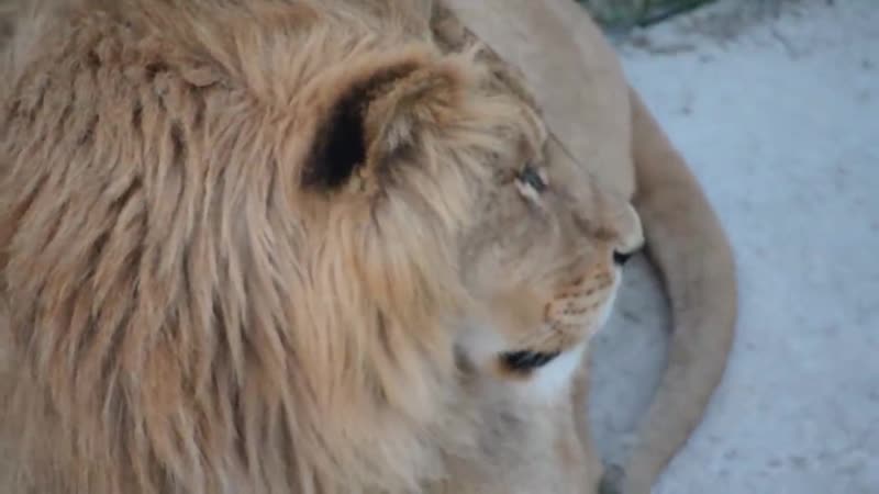 Филя вспоминает о крестном!