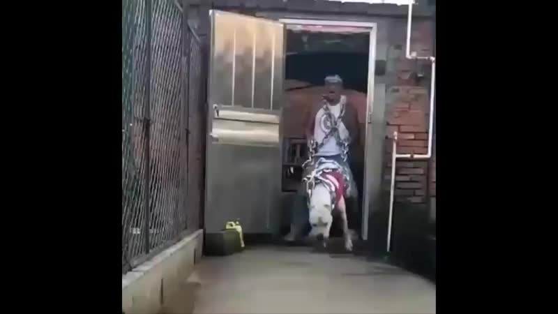 Dogo argentino best moments