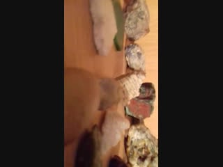 Live аргиллит | geology