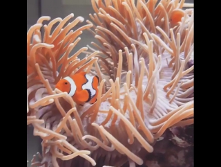 Perfect partnership #clownfish & #anemone #fluval лондон 24 06 2017