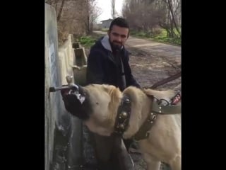 Kangal video bfbvadtn7fz mp4
