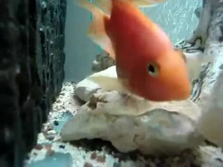 Нерест крупным планом