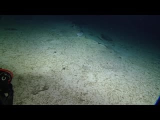 Sinuous asperoteuthis mangoldae squid filmed alive for first time nautilus live