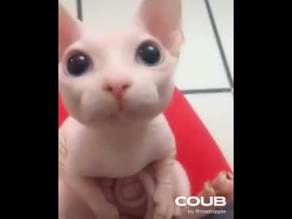 Cute sphynx kitten