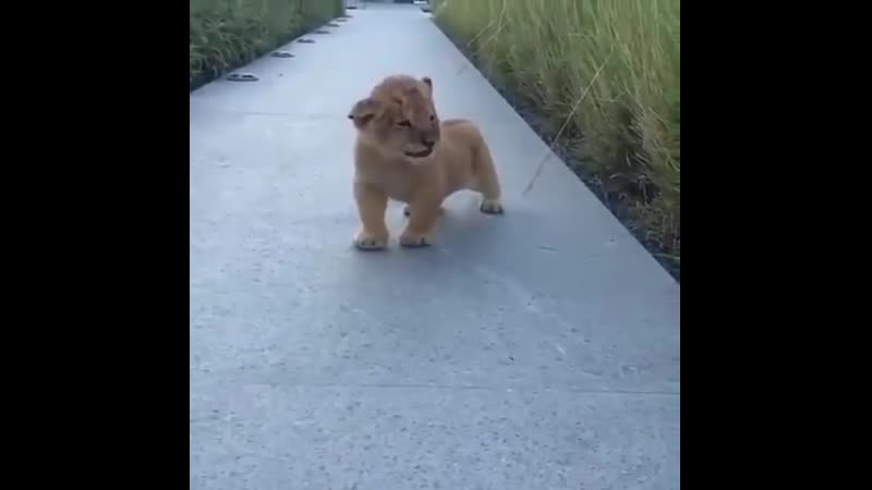 Enjоy this baby liоn that rоarеd fоr thе first timе