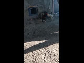 Video 20200111 232600 mp4