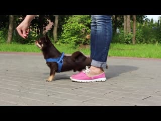 Amazing dog tricks by chiwawa archi