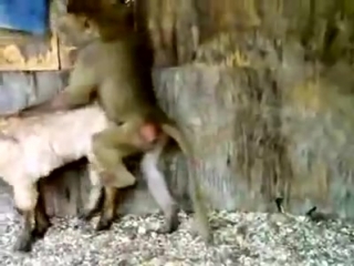 Порно видео: обезьяна ебет девушку