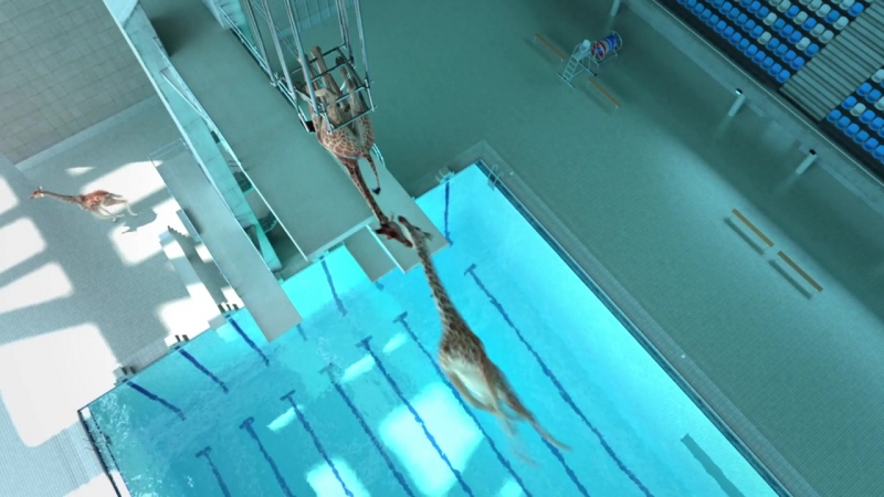 Жирафы с трамплина в бассейн ныряют