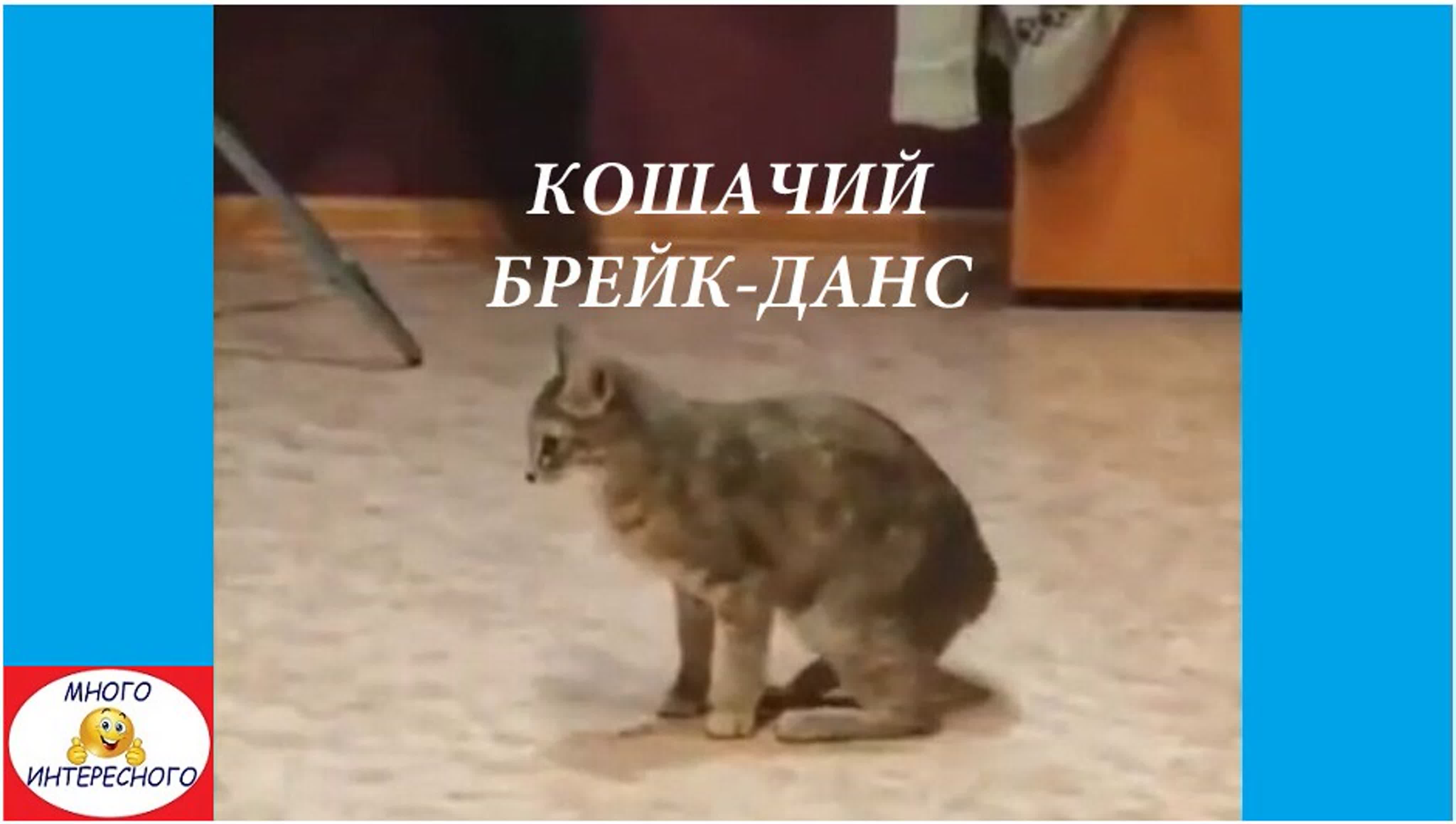 Кошачий брейк данс