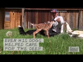 Олененок не хочет покидать своего спасителя