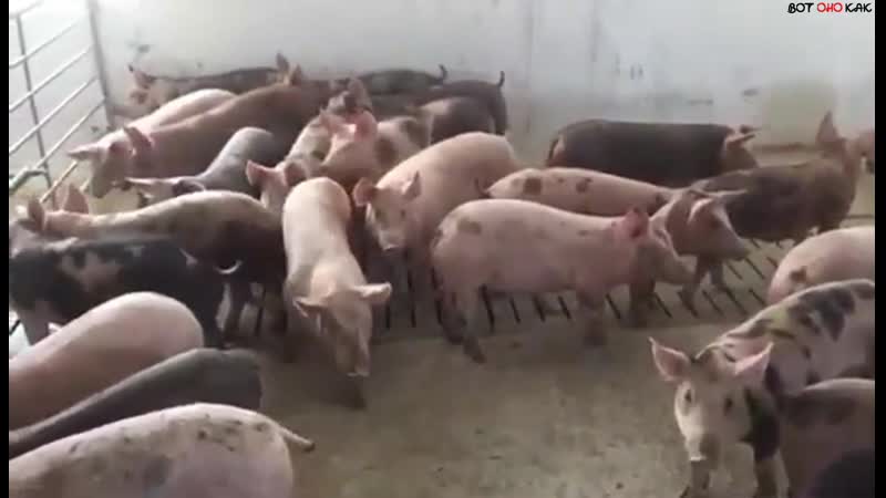 Как мужик свиней строил (вок)