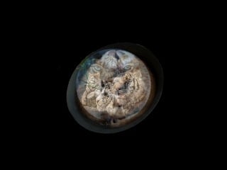 Oliver shanti & friends sacral nirvana