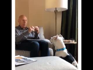 Sir patrick stewart shows how pitbulls deserve love too and how not spoiling our puppers is a lost cause