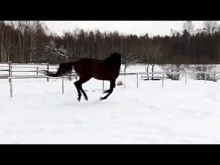 Тракененский жеребец 2016г р