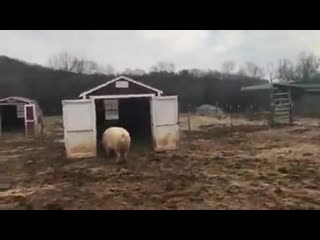 Henry carries hay to his brother, horton, who is less mobile than him compassion is inside all of us, including these rescued p