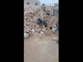 Video 20210118 100524 mp4