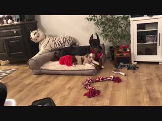 Video proof of my doberman holding up a chew bone for my mini aussie