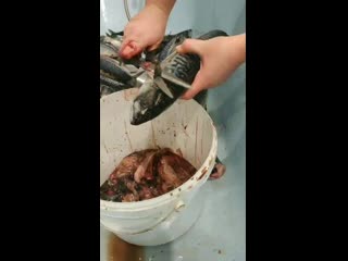 Vid 20201215 174310 mp4